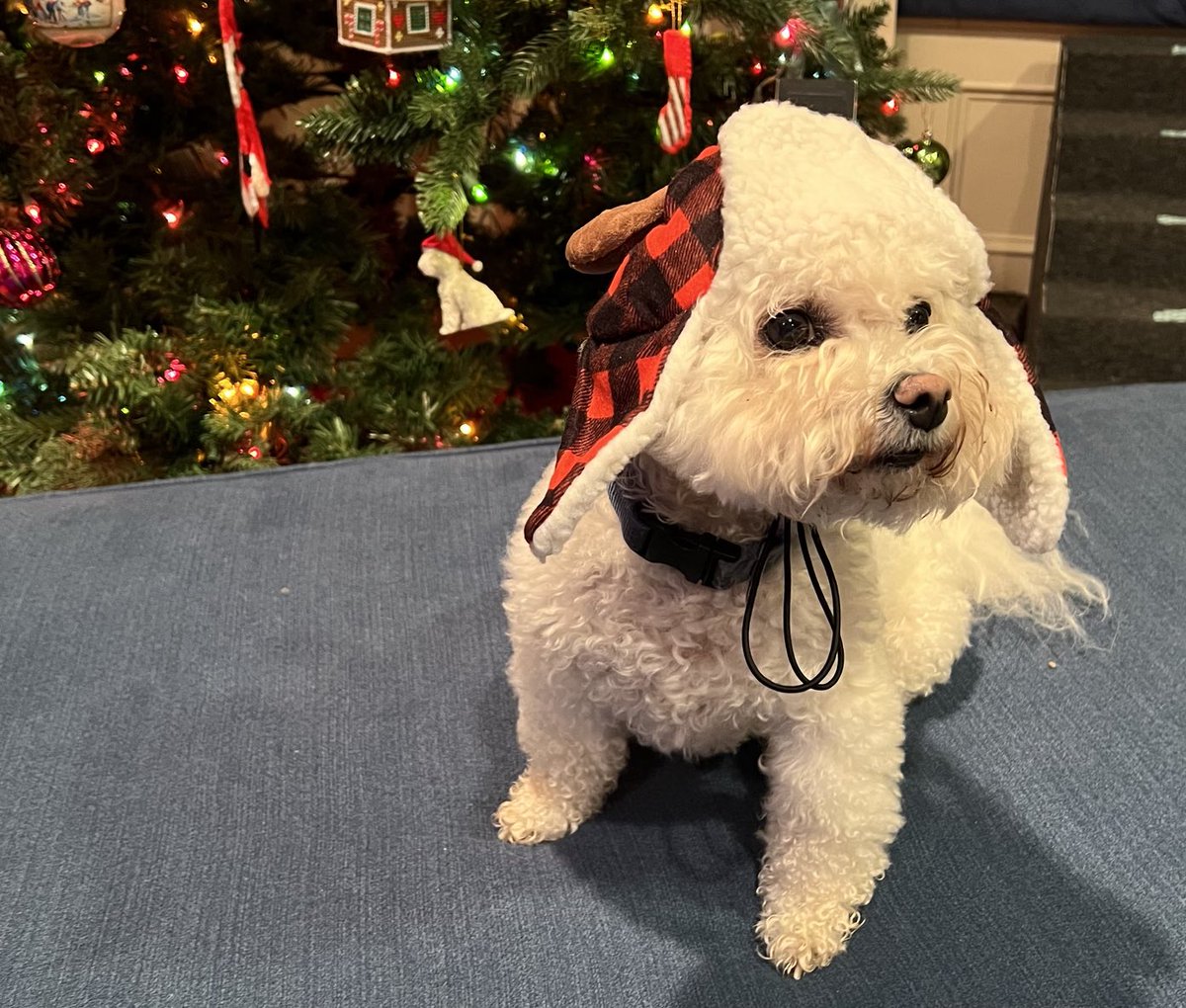 Be honest, do I look as silly as I feel? I’m not so sure lil girl is my favorite human anymore 😐 #bichonfrise #LumberjackWinky #HelpMe