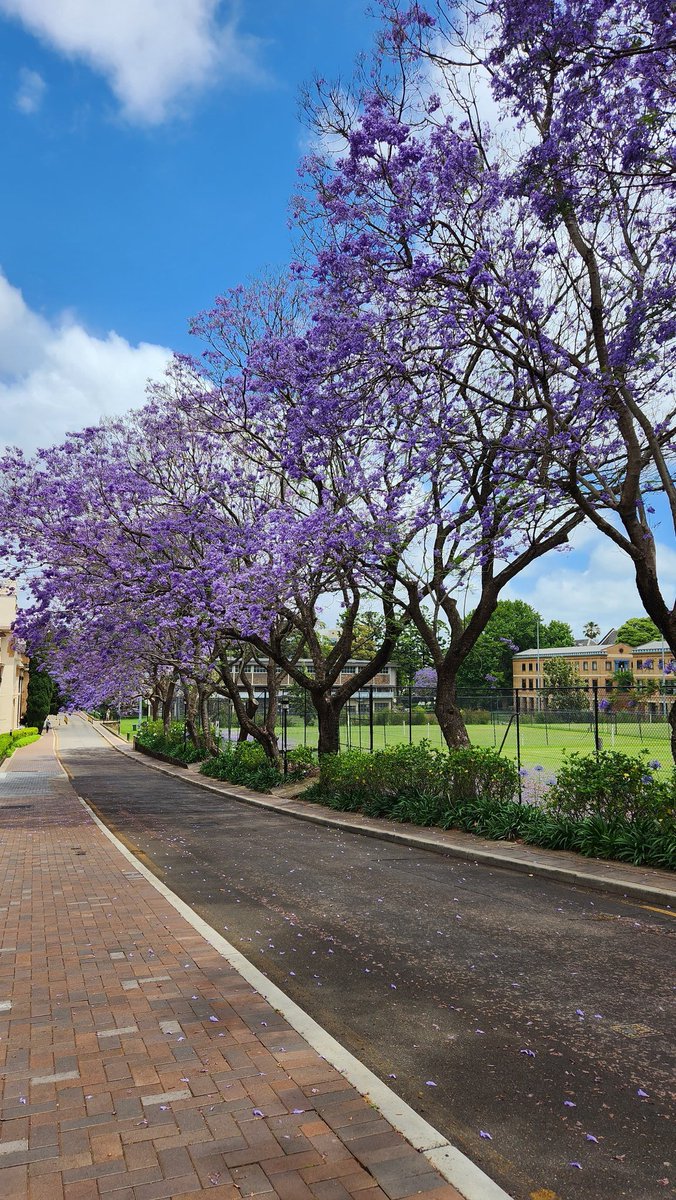 So glad to back in Sydney for <a href="/ARC_CIPPS/">CIPPS</a> annual conference <a href="/Sydney_Uni/">University of Sydney</a>! Loving the Jacarandas in full bloom!  #CIPPS2022