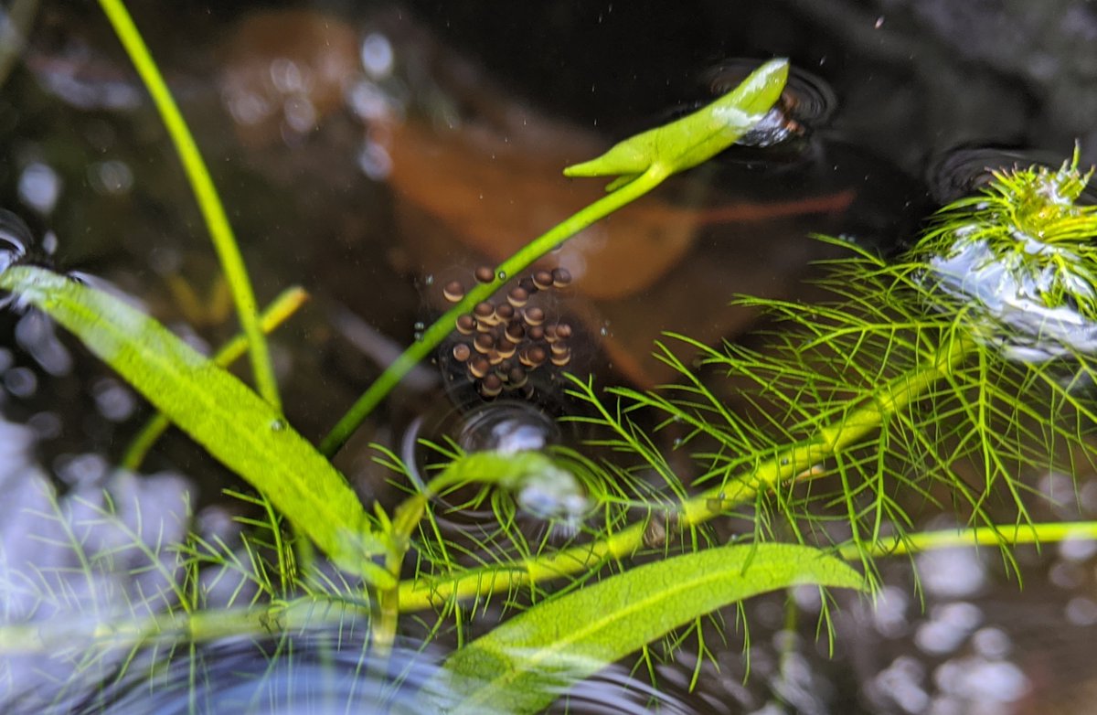 MelbourneWater's tweet photo. Look familiar? Spring is peak breeding season for many of Melbourne’s frogs - so you may find their eggs in your garden pond or water feature.
Remember to use our #FrogCensus app to record any calls you hear & you'll be helping support frog conservation https://t.co/5cqrCbENhF https://t.co/lb0CYgoBeo