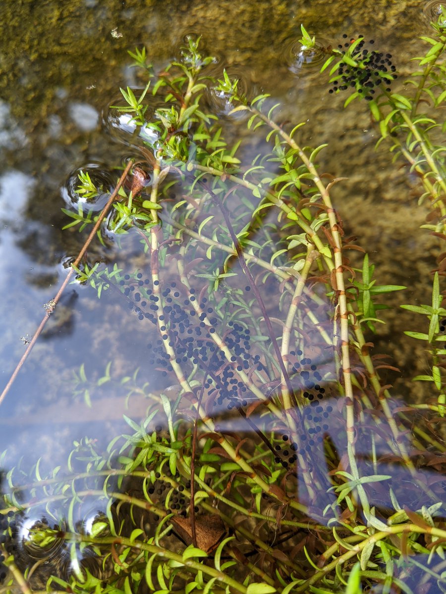 MelbourneWater's tweet photo. Look familiar? Spring is peak breeding season for many of Melbourne’s frogs - so you may find their eggs in your garden pond or water feature.
Remember to use our #FrogCensus app to record any calls you hear & you'll be helping support frog conservation https://t.co/5cqrCbENhF https://t.co/lb0CYgoBeo