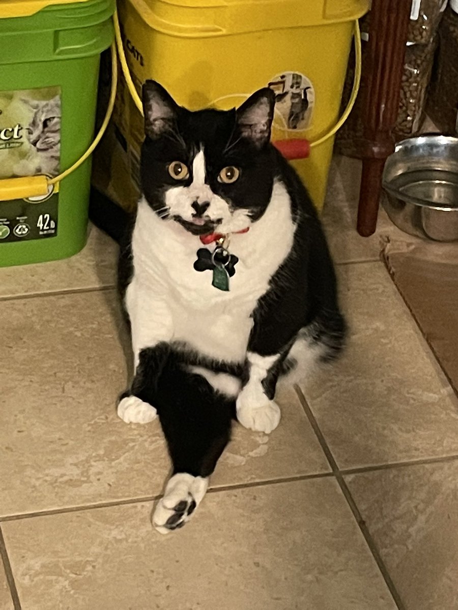 laplacescrowley's tweet photo. @feederofcats Mine also only has three. He is a very silly sitter https://t.co/8HDt4YcPjO