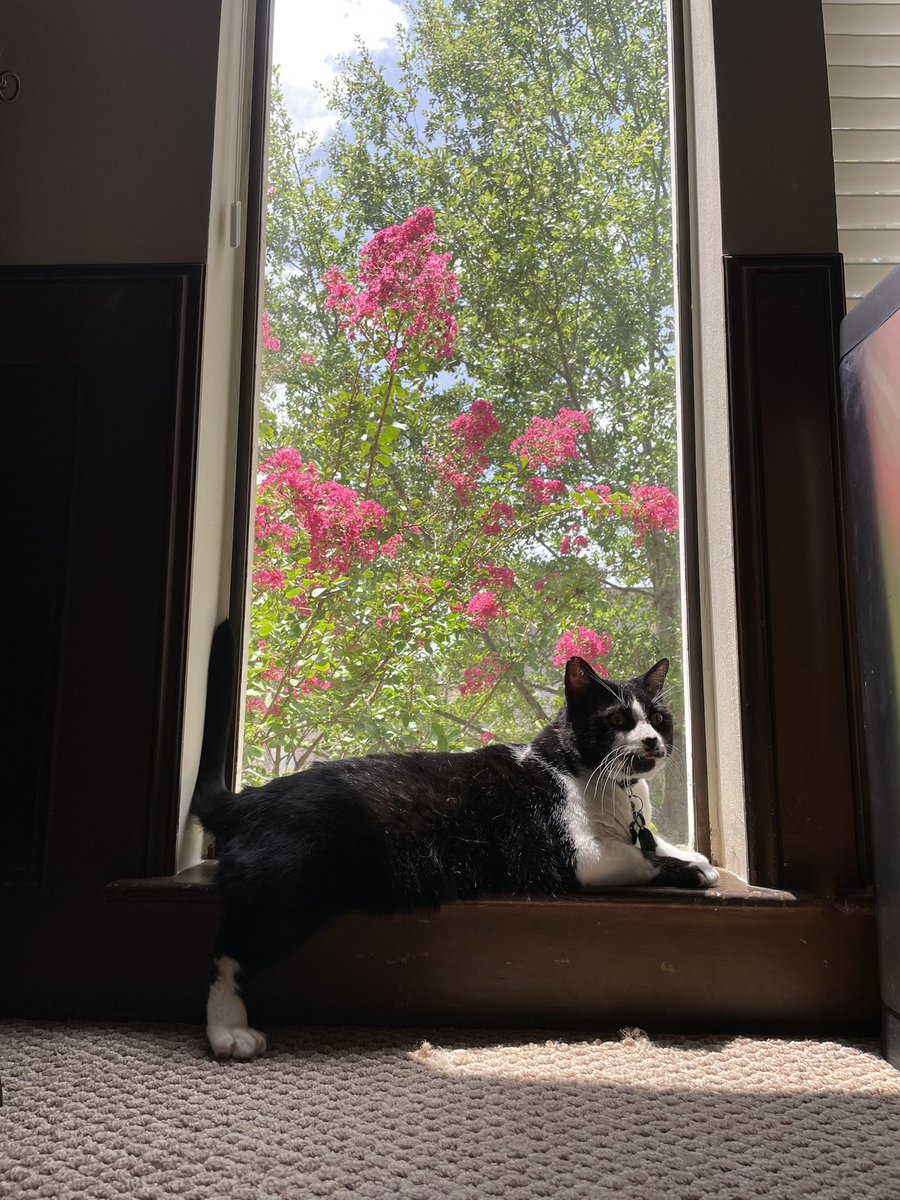 laplacescrowley's tweet photo. @feederofcats Mine also only has three. He is a very silly sitter https://t.co/8HDt4YcPjO