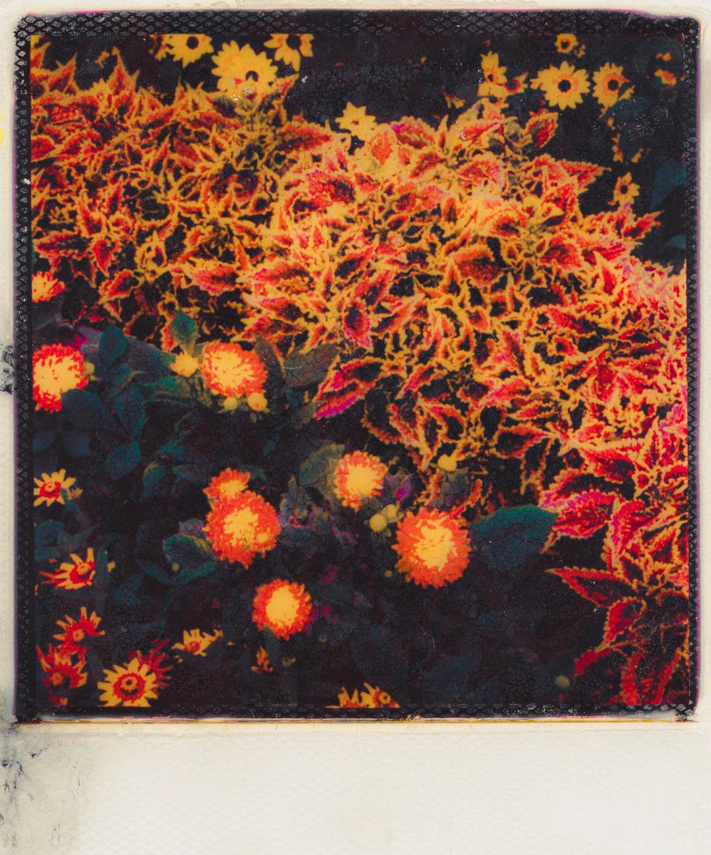 <a href="/arrogantkei/">kei</a> The Flower Movement 🌻