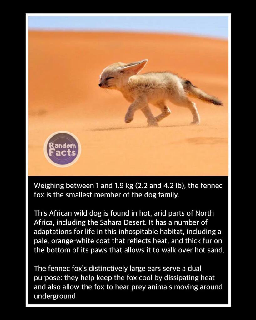 📏🐕

#Facts #Fact #RandomFact #RandomFacts #Bizarre #Weird #BizarreFacts #Extremes #Tiny #Small #Smallest #NatureExtremes #SmallestInNature #Dog #SmallestDog #FennecFox #Africa #Desert #VulpesZerda instagr.am/p/ClfE16Tozil/