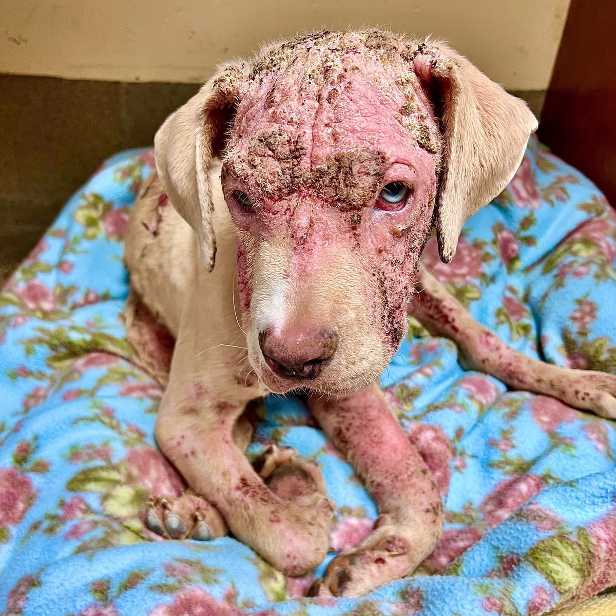 Rosie was found wandering the streets of Asbury Park and needs your help ❤️

Read her story: conta.cc/3OG6LF3