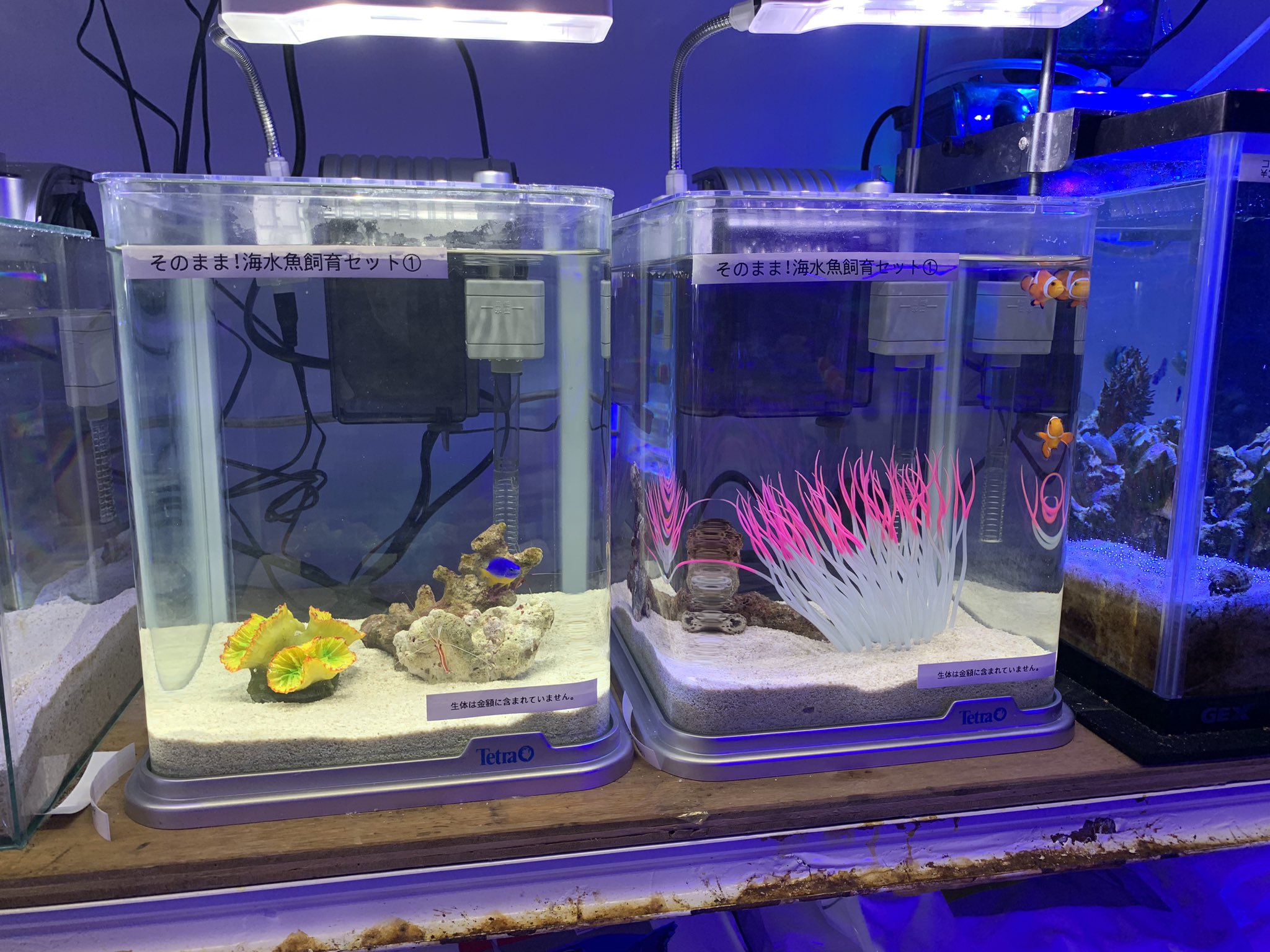 イシハラ海水魚部門 Fishland Marine Twitter