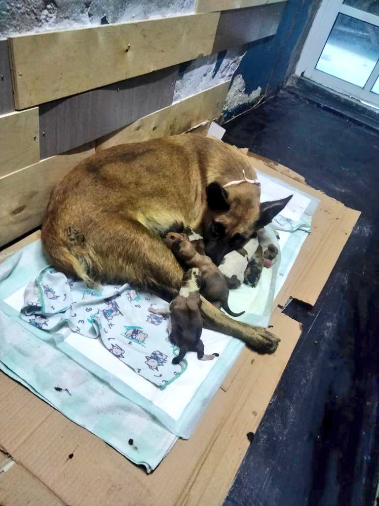 FundacionToby's tweet photo. Urgente!!
Está mamá dió a luz en la calle, hacía mucho frío y era probable que los bebés no sobrevivieran, está en resguardo por unos días solamente 😔 necesitamos hogar temporal con urgencia amigos, ayúdenos a difundir!! Ojalá alguien pueda ayudar pronto 🙏 https://t.co/kyDeoixjK9