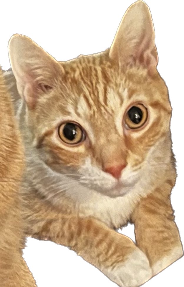 michaelscat's tweet photo. I’m just a boy, sitting in front of his followers, asking them to love him. https://t.co/FH98THq7Ma