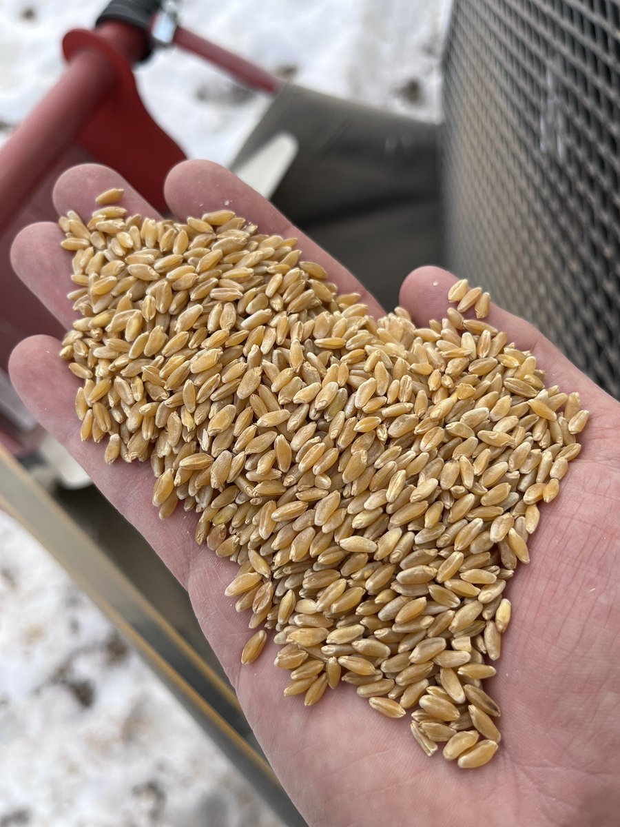 We have some real nice quality Certified Durum Seed for sale! Contact Us! #plant23 #defy #alloy @SecanMira <a href="/FPGenetics/">FP Genetics</a>