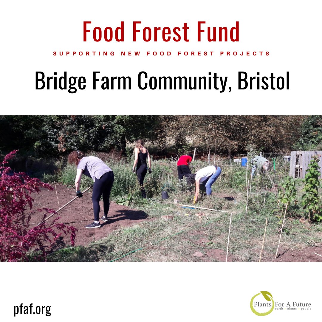 Food Forest Fund: Bridge Farm Community, Bristol: Food Forest Project Update pfaf.org/plants/bridge-…