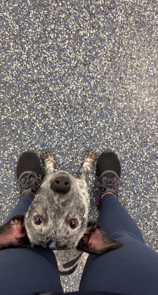 emilyxbriggs's tweet photo. popper knows “middle” !! https://t.co/0r5fpCATnY