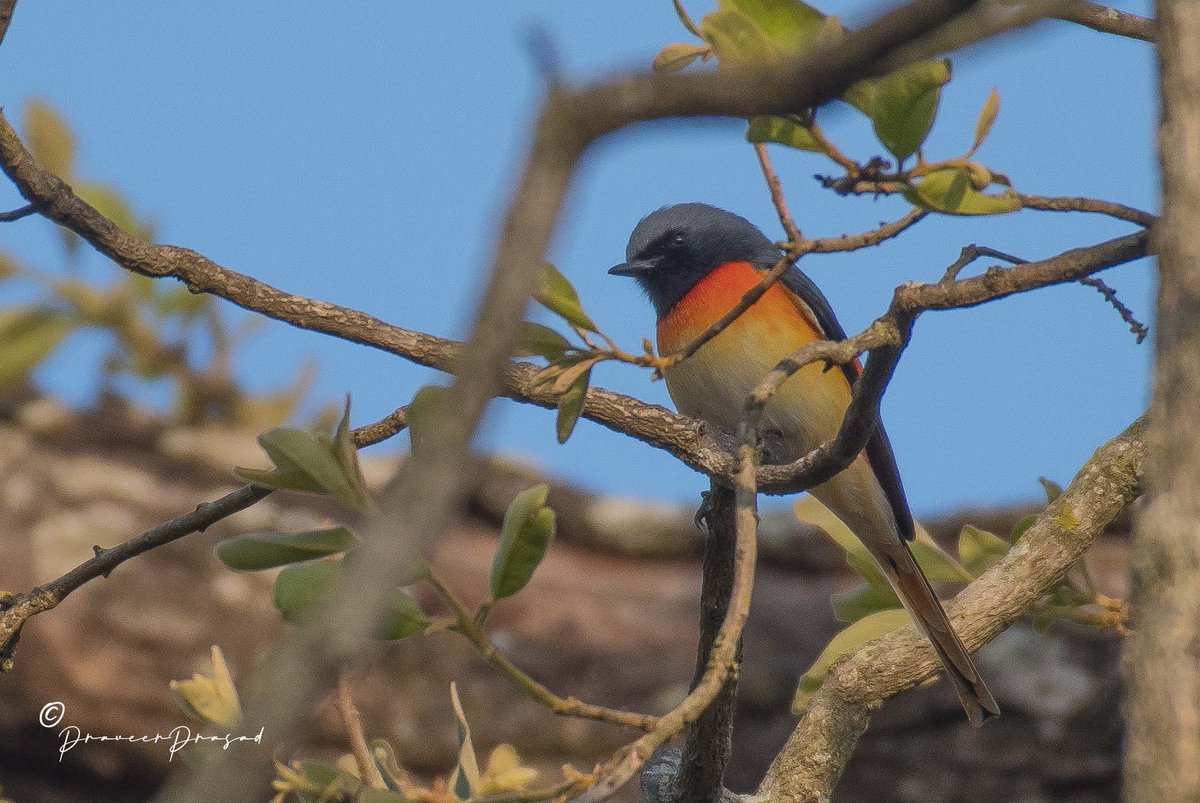 praveerprasad's tweet photo. Small Minivet
 #IndiAvesWeek #BBCWildlifePOTD #birdwatching #ThePhotoHour #BirdsSeenIn2022 #NaturePhotography #birds #birdsofIndia @NatureattheBest @WildlifeMag @NikonIndia @praveerprasad #NikonD500 @NatGeoPhotos #natgeoindia https://t.co/IXeBmWno3D