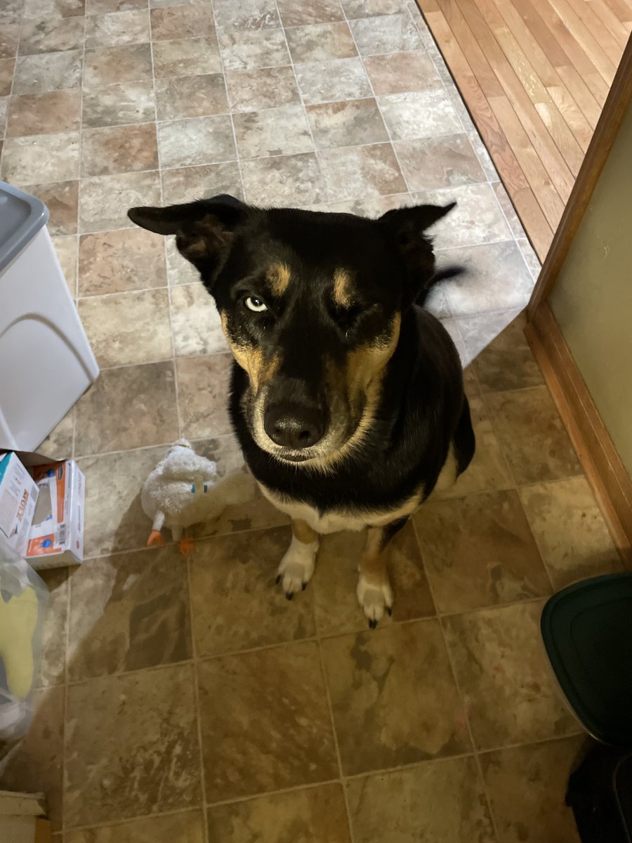 Davi_saurus's tweet photo. My Papa gots himself a deer tonight and im trying to bribe them into giving me some meats https://t.co/oc0sSsGuoQ