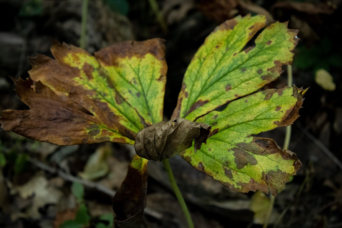 CambersCreative's tweet image. Peosta, Iowa 09/10/2022  #PHOTOS #photography #photooftheday #Photoshop #photo #photograph #photographers