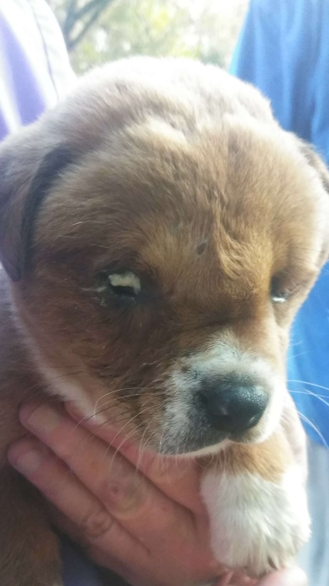 Slimyguy2016's tweet photo. Long story but I am basically taking care of 7 hurt rescued puppies along with my mother.
Some people treat animals so terribly! 
The conditions that they were living in was disgusting and abusive.
So we took them in, gonna heal them up, and find them a home. https://t.co/bGZ5XdI9lF