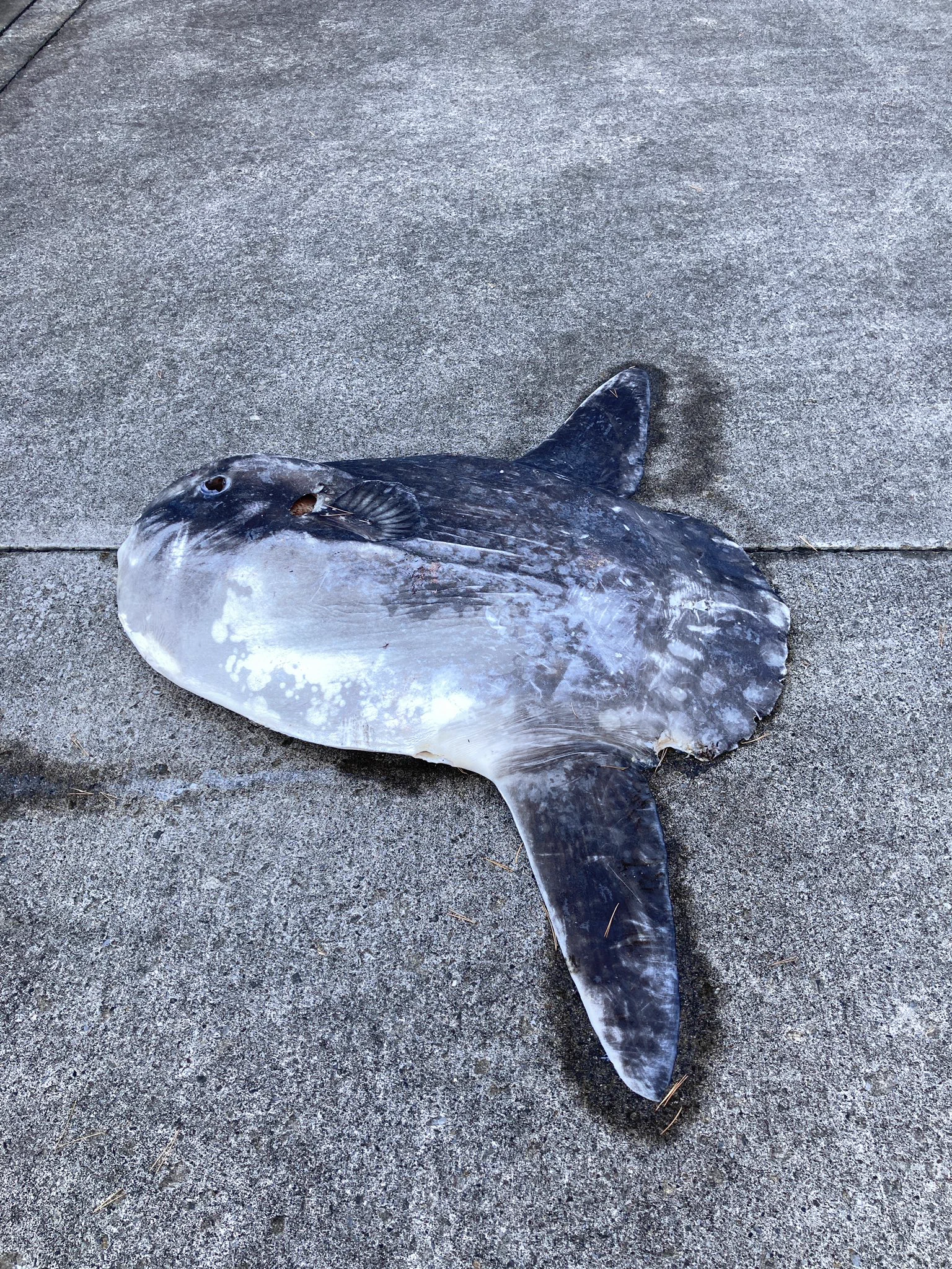 何か平たいモノが落ちてると思ったら、まさかのマンボウ！？