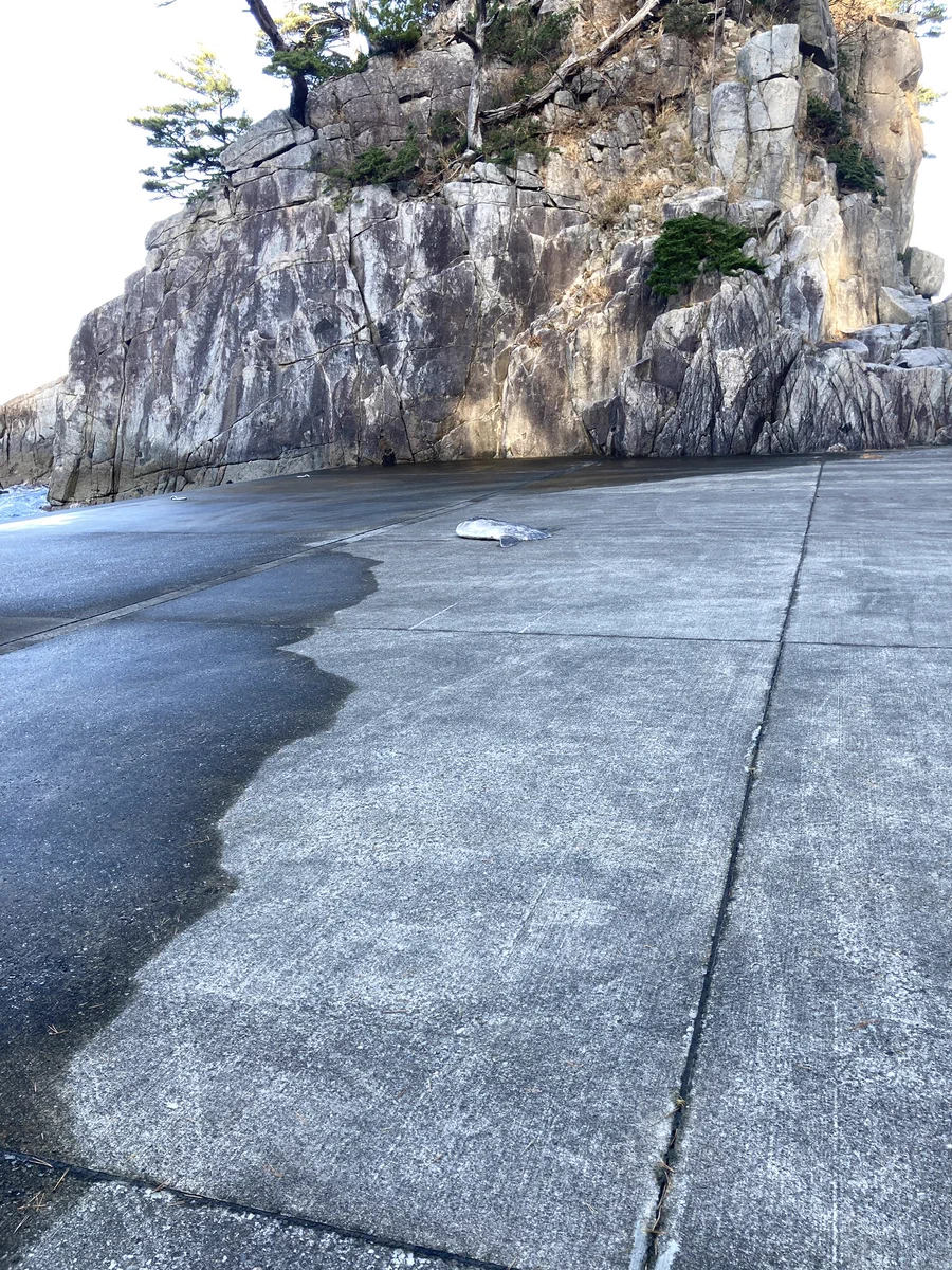 何か平たいモノが落ちてると思ったら、まさかのマンボウ！？
