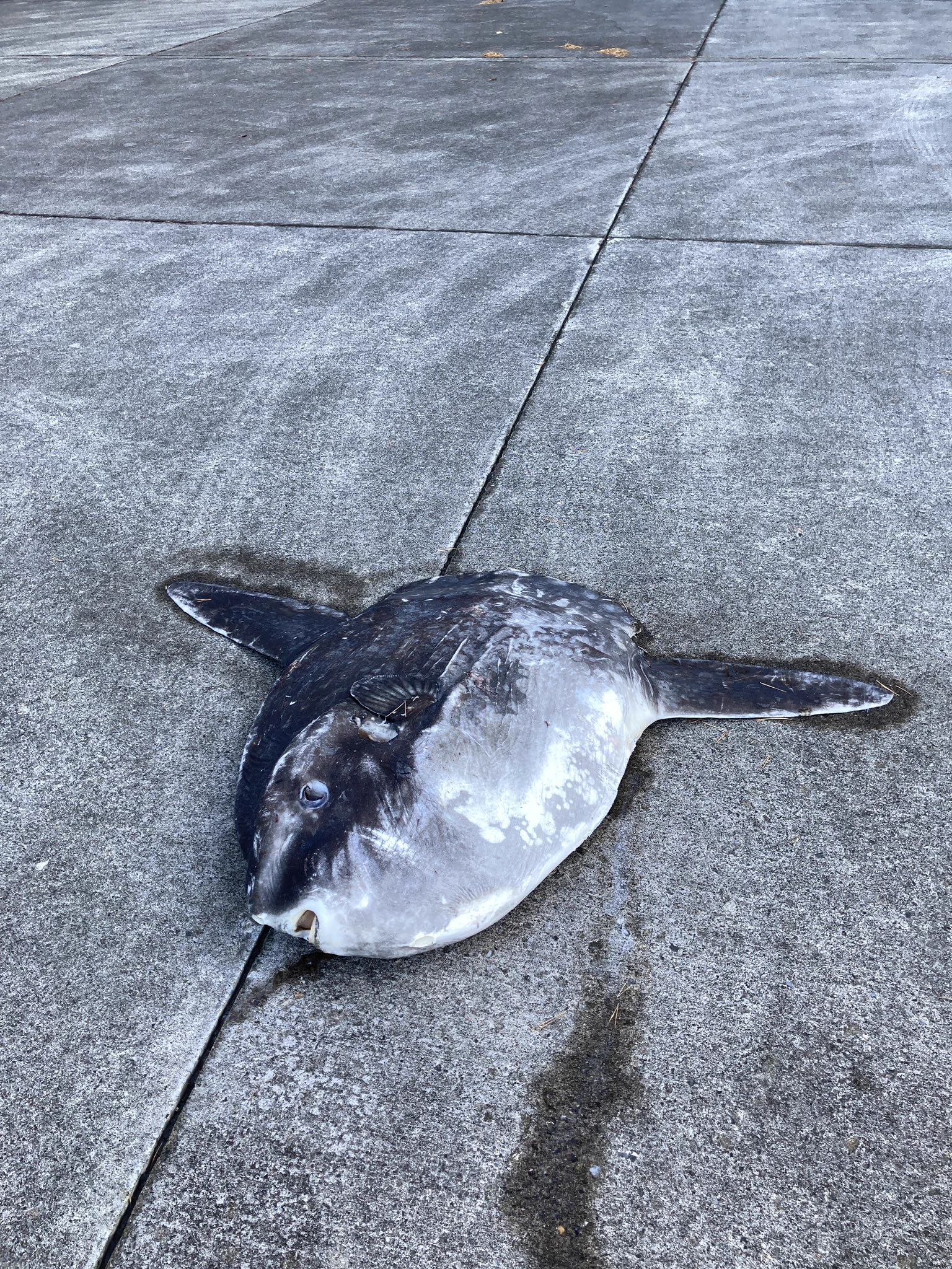 何か平たいモノが落ちてると思ったら、まさかのマンボウ！？