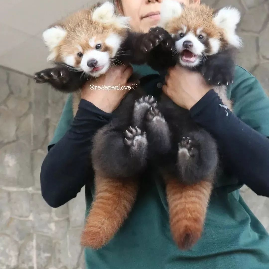 Christinazara87's tweet photo. So sweet 🐾❤️🦊
.
.
#sleepredpanda #redpanda #redpandaoftwitter #redpandaoutfit #redpandacloths #redpandalovers #red_pandas #Discoverylife #redpandaworlds https://t.co/qe1puyHcxv