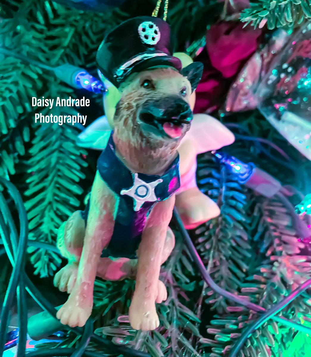 daisyphotolove's tweet photo. 💙🎄🤍🌟💚📷❤️ #daisyandradephotography #aroundtheworld #California #photographer #viral #trending #christmastime #worldwide #abc7eyewitness #abc7community #holidayseason #christmastrees #ohchristmastree #christmaslights #christmasmusic #angeldecor #teddybear #elf https://t.co/fZwYw8JMDl