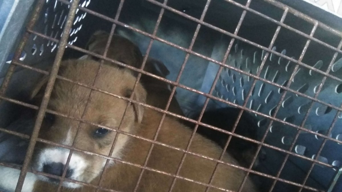 Slimyguy2016's tweet photo. Long story but I am basically taking care of 7 hurt rescued puppies along with my mother.
Some people treat animals so terribly! 
The conditions that they were living in was disgusting and abusive.
So we took them in, gonna heal them up, and find them a home. https://t.co/bGZ5XdI9lF