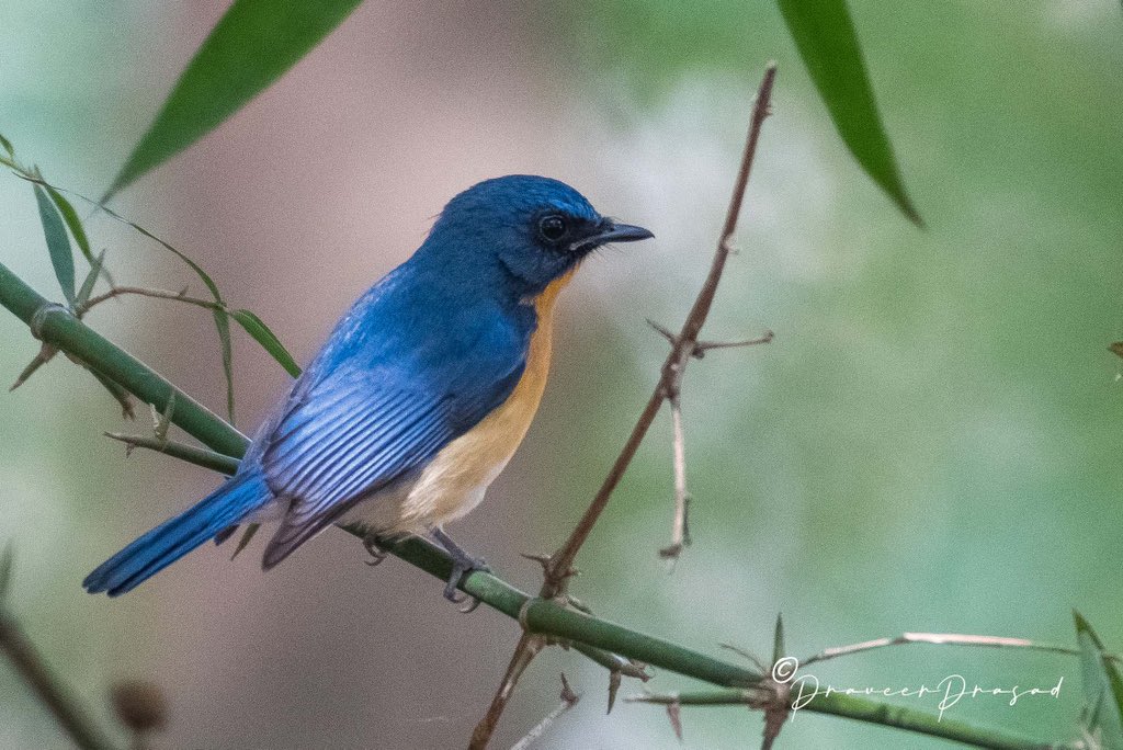 praveerprasad's tweet photo. Tickle’s Blue Flycatcher 
 #IndiAvesWeek #BBCWildlifePOTD #birdwatching #ThePhotoHour #BirdsSeenIn2022 #NaturePhotography #birds #birdsofIndia @NatureattheBest @WildlifeMag @NikonIndia @praveerprasad #NikonD500 @NatGeoPhotos #natgeoindia https://t.co/cErDJIzl4S