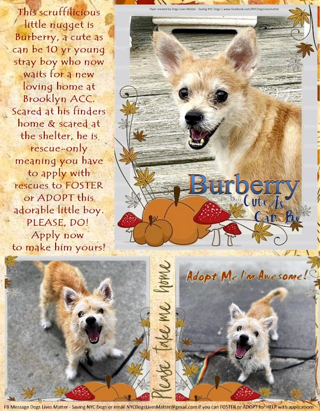 DLM_NYC_Caro's tweet photo. TO BE EUTHANIZED 11/29/22 IN NYC !! ABUSED &amp; now ABANDONED unbelievably cute scruffilicious little Burberry waits for you to Save his Life at Brooklyn ACC. MAIN THREAD: https://t.co/J2pQBXz6Vo https://t.co/2bvWJiYTBY