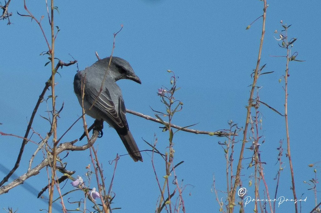 praveerprasad's tweet photo. Large CuckooShrike 
 #IndiAvesWeek #BBCWildlifePOTD #birdwatching #ThePhotoHour #BirdsSeenIn2022 #NaturePhotography #birds #birdsofIndia @NatureattheBest @WildlifeMag @NikonIndia @praveerprasad #NikonD500 @NatGeoPhotos #natgeoindia https://t.co/7qDBeLu3Fn
