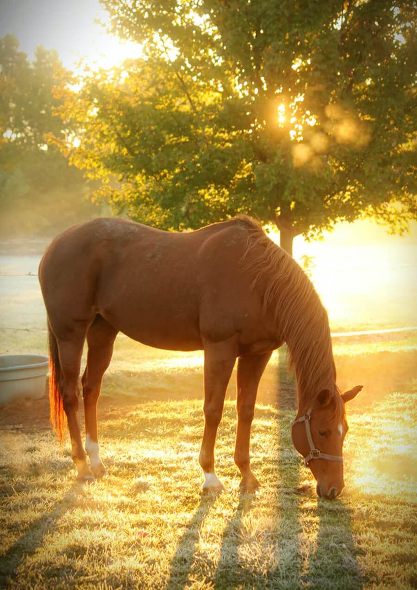 عندما تشرق أشرق معها …
…….. 🕊️🌞💐
و جلاكَ الشُّروقُ حتَّى تبيَّنتُ محيّاكَ فاحتضنتُ الشُّروقا
…..
و تزورُ البروقُ تخبرني عنكَ ولولاكَ ما استزرتُ البروقَا
…
كلُّ حُسنٍ أرى محيَّاكَ فيهِ فأطيلُ الإمعانَ 
……