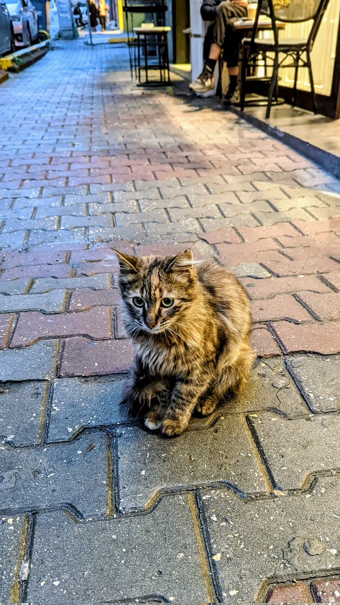 Javad Taheri tweet media