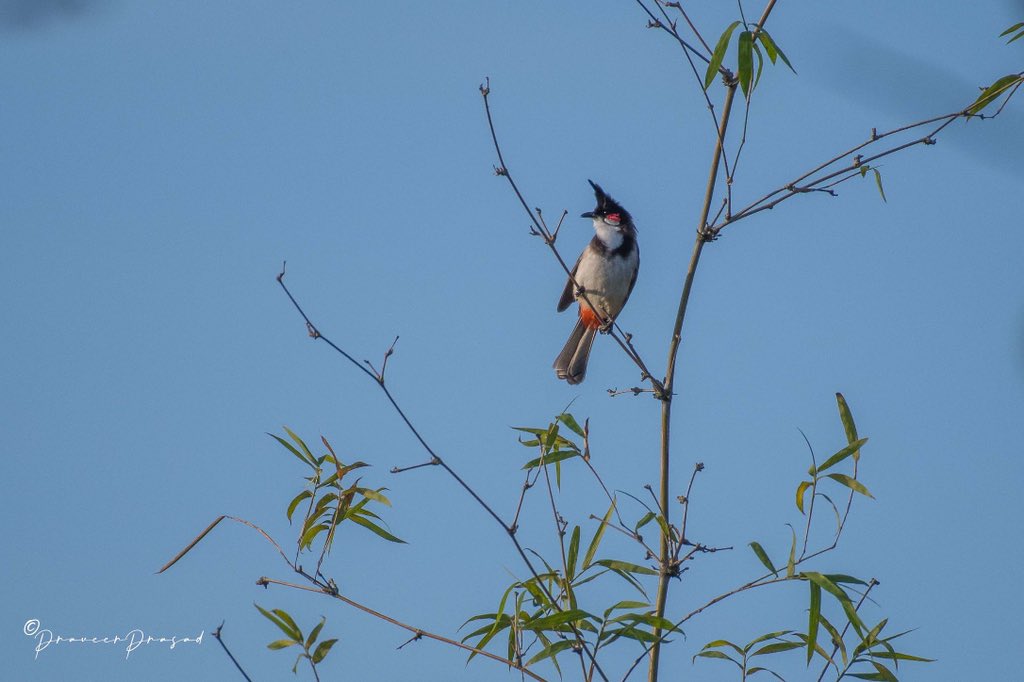 praveerprasad's tweet photo. Red-whiskered Bulbul 
 #IndiAvesWeek #BBCWildlifePOTD #birdwatching #ThePhotoHour #BirdsSeenIn2022 #NaturePhotography #birds #birdsofIndia @NatureattheBest @WildlifeMag @NikonIndia @praveerprasad #NikonD500 @NatGeoPhotos #natgeoindia https://t.co/NO02LoLpkS