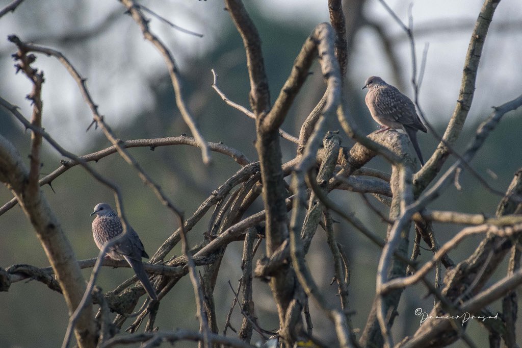 praveerprasad's tweet photo. Spotted Dove 
 #IndiAvesWeek #BBCWildlifePOTD #birdwatching #ThePhotoHour #BirdsSeenIn2022 #NaturePhotography #birds #birdsofIndia @NatureattheBest @WildlifeMag @NikonIndia @praveerprasad #NikonD500 @NatGeoPhotos #natgeoindia https://t.co/fWF8UEkcnz