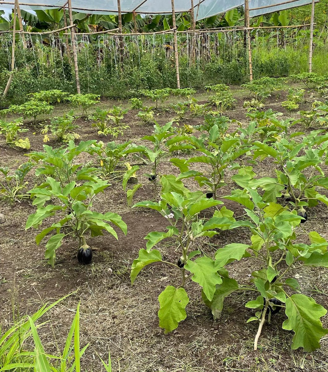 Adorable cultivo de brenejena en proceso...

Compartido desde Panamá por los amigos de @juventudagro 

¿Qué les parece? ¿Cómo lo ven?

Recuerden que ustedes también puedes ser parte de nuestra agrored, usando la etiqueta #Agrotendencia 

#AgroRed #Panama #JuventudAgro #Berenjena