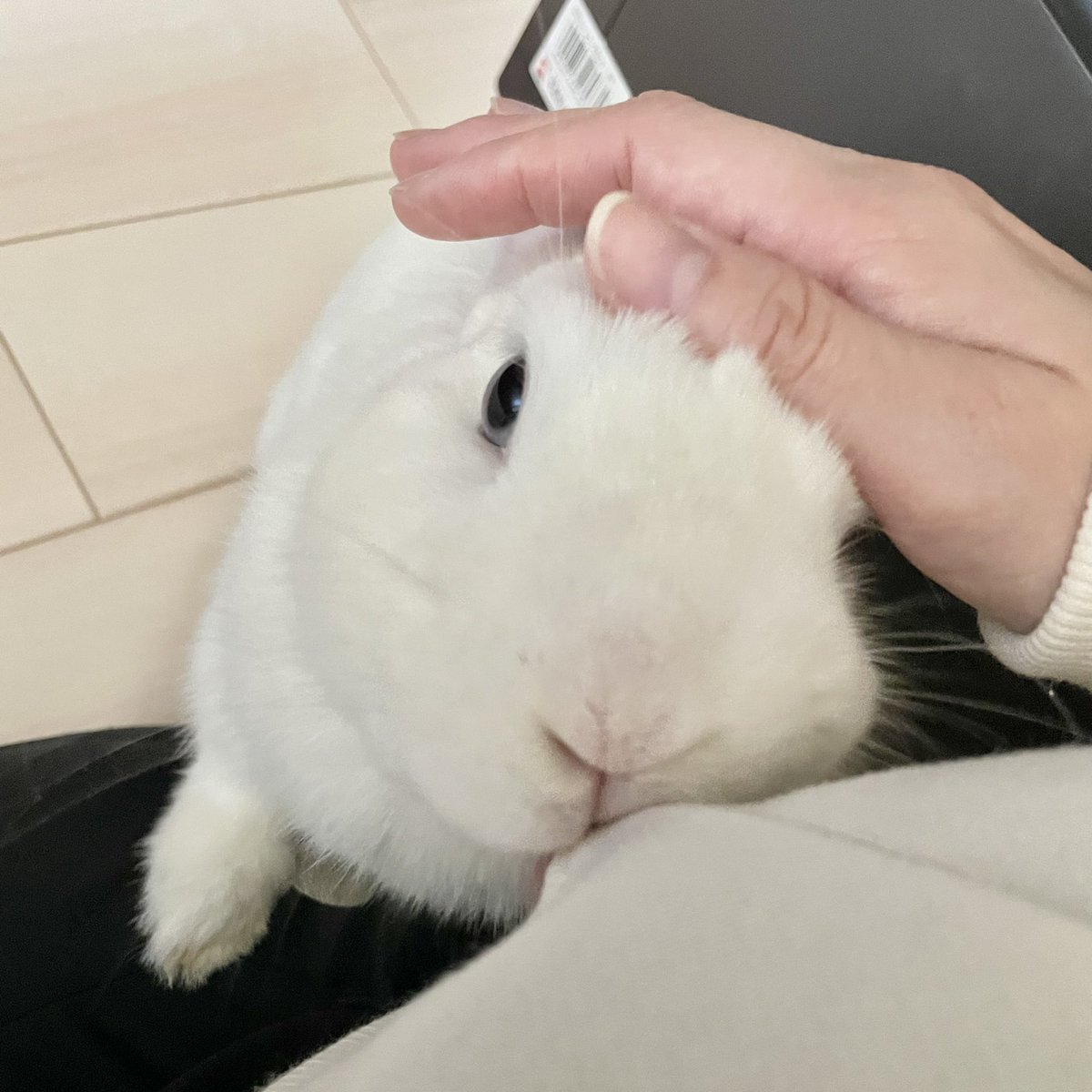 Rabbit_ice_0612's tweet photo. お出かけ許しません👿

（ごめん、、お仕事なの、、） https://t.co/As05cSvO0F
