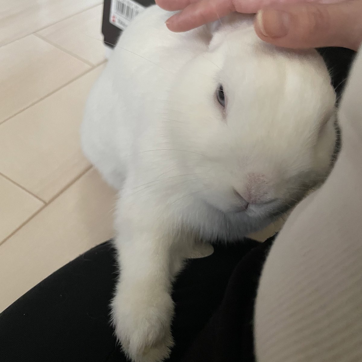 Rabbit_ice_0612's tweet photo. お出かけ許しません👿

（ごめん、、お仕事なの、、） https://t.co/As05cSvO0F