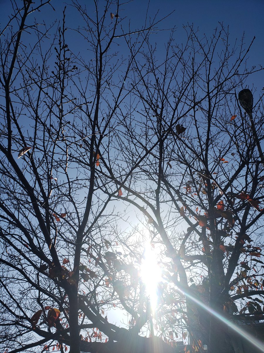 7t4Y1fX4IoO8bhF's tweet photo. からの～🌞本日の直射日光🍂 https://t.co/0KaUwXKzhX