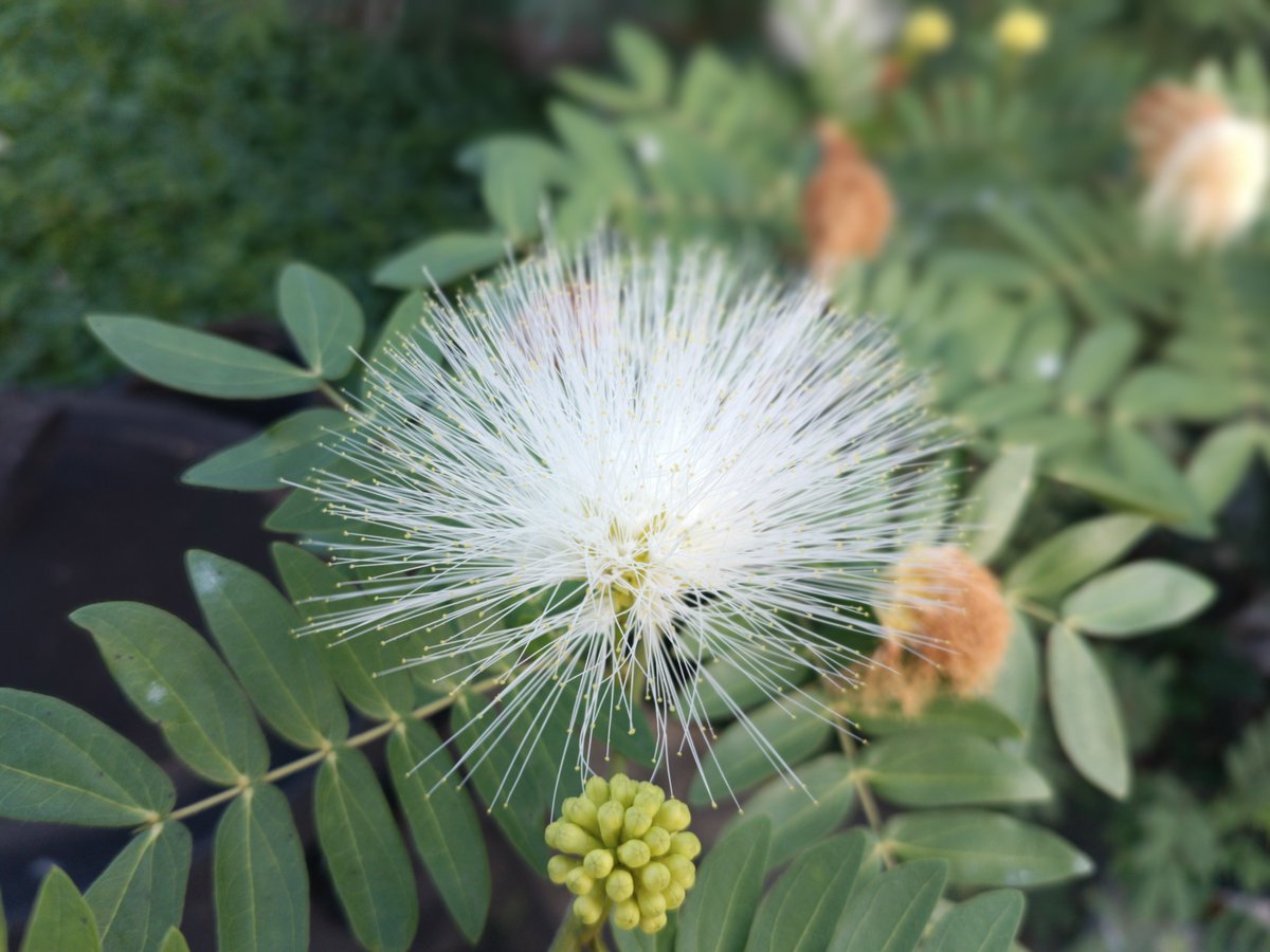 lug_yas's tweet photo. 赤と白。
#พู่จอมพล #PowderpuffTree https://t.co/T5XtBhuHa9