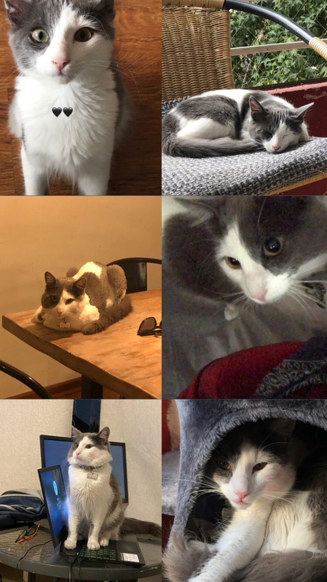 Me llegó esto por Whatsapp
Se busca Cuchito perdido, collar negro c/verde y medalla de corbatín negro. Sector Av Simón Bolívar c/ Pedro Torres #Nunoa 📱+56975454353
RT <a href="/GATITOSCHILENOS/">GatitosChilenos</a> <a href="/nunorktimes/">The Ñuñork Times</a> <a href="/Nunork/">Ñuñork City</a> <a href="/iritas1117/">Irita 🌳</a> <a href="/kattykowaleczko/">Katty Kowaleczko</a> <a href="/Lulucita12344/">Luz María Correa C.</a> <a href="/patrmarsh/">𑁍ᑭᗩT ♀️🟣</a> <a href="/ClubPatitas/">Club Patitas</a>