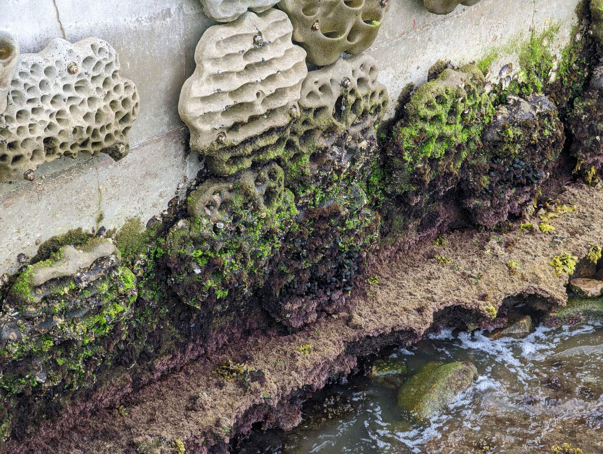 Looking good!! 🦀🐟🐚

#livingseawall #drummoyne #canadabay #marinescience #marineconservation #urbanecology #urbanbiodiversity #annandale 
#scienceoutreach #communityengagement #natureincities @CanadaBay #ourlivingriver @SydneyMarine @LivingSeawalls