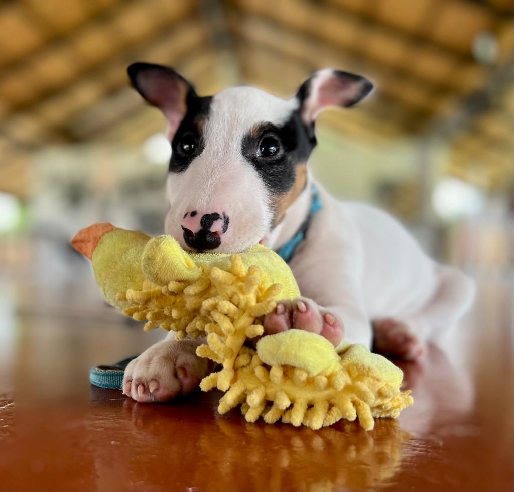 What's that now? You've gone and got yourself a new puppy?! That's PAWSOME news! And now is the time to get in touch with us, and come and join some Puppy Classes! Get your puppy started off the right paw with our range of Puppy Skool classes here at Canine Point! Get in touc ...