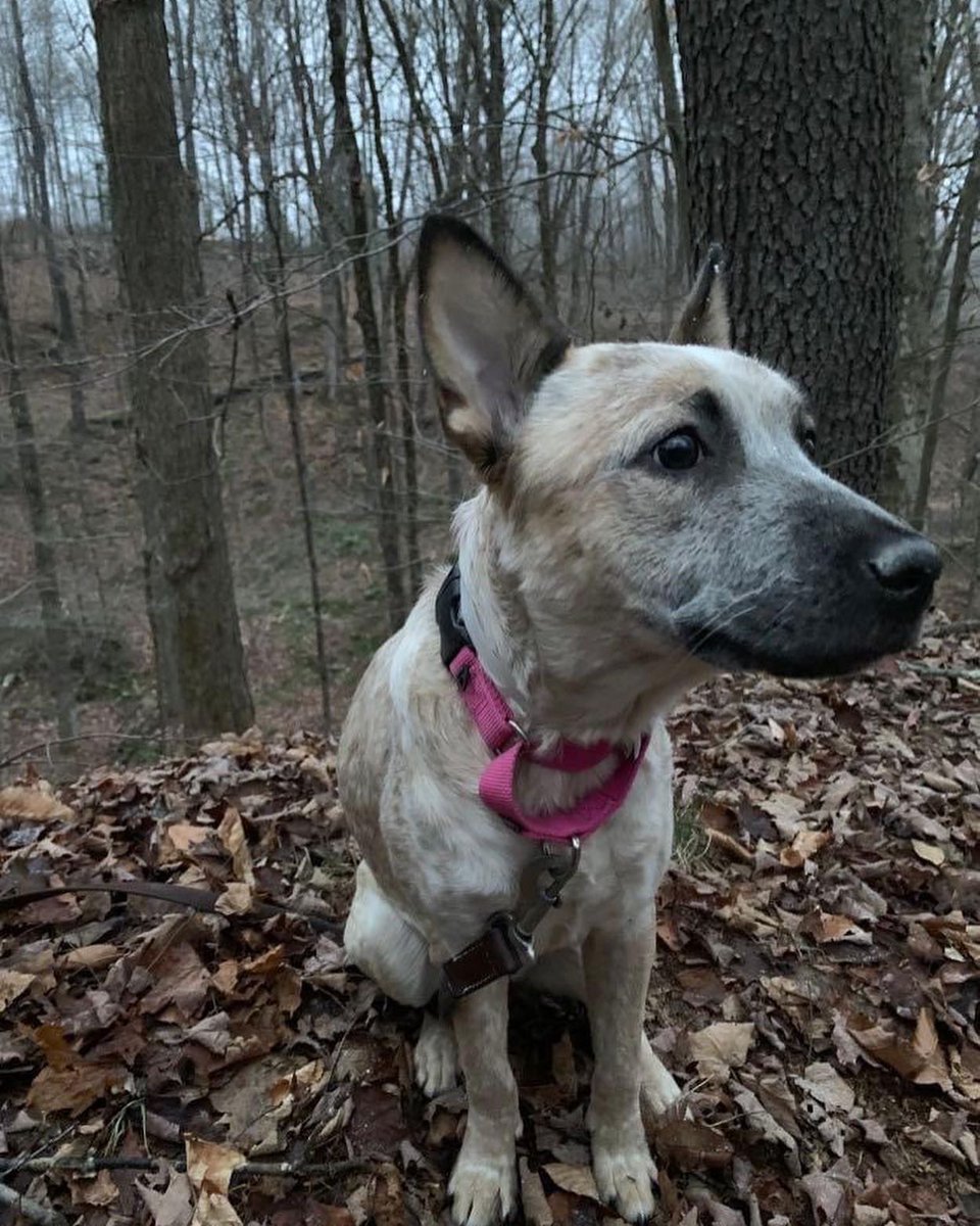 ToniToddHB's tweet photo. URGENT! @echorescue needs to move Evancha,saved from NYCACC,to a new foster home by next week. ECHO is in NJ but accepts fosters in surrounding states 💕🐕 She has completed her round of meds and is feeling much better.10mo, has not been cat tested. EMAIL echorescue@yahoo.com. https://t.co/LGCYA29TJ3
