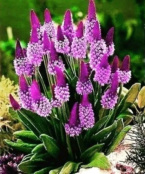 SamirAied's tweet photo. صباحکم بجمال هذه الزهور https://t.co/CCOIT9SEmm