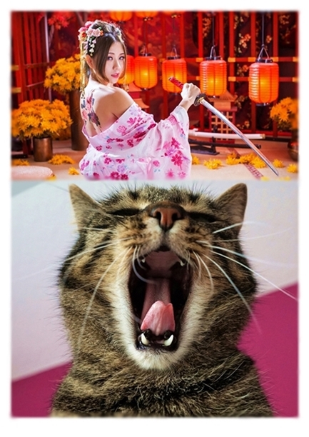 面白いネコ Twitter Search Twitter