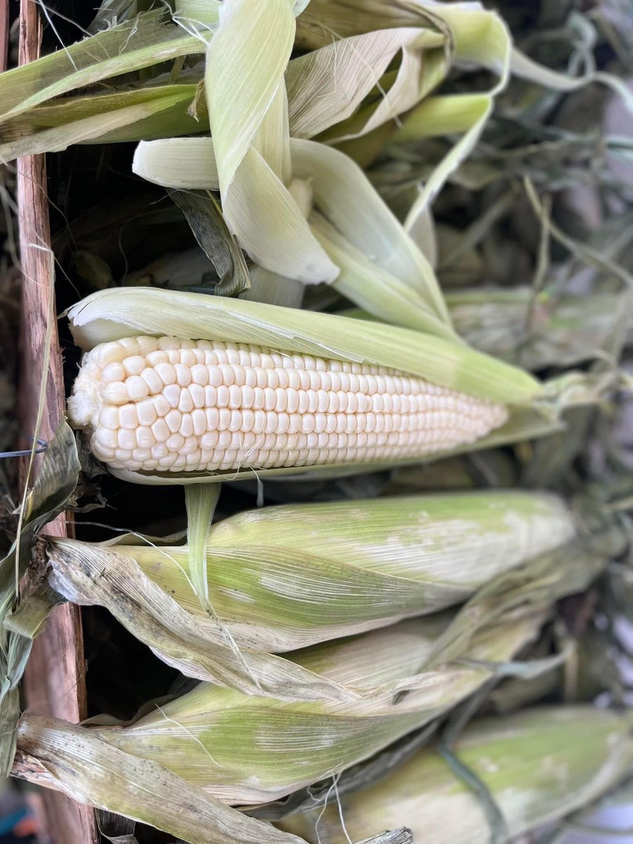 Golden Organic Farms’ 100 free meals for community appreciation took place on yesterday and we’re truly grateful for our family and partners who came together to help make this event successful. 

Fresh produce and meats prepped, cooked and delivered on foot!