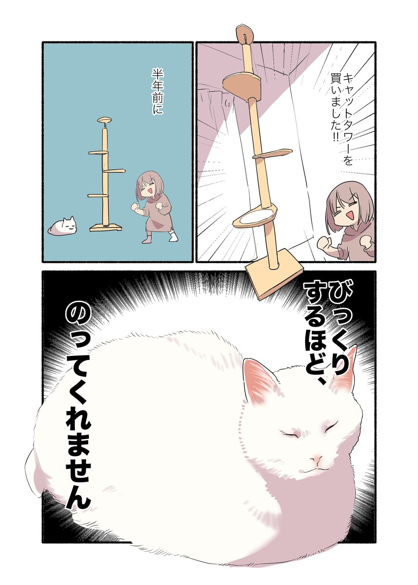 白い猫と暮らしている漫画⑧です(どこからでも読めます)
#ペット漫画 #猫エッセイ 