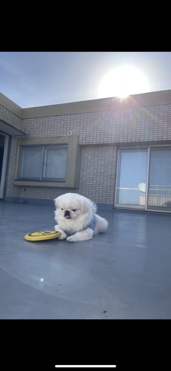 お天気だよぉ〜🐶ここで遊ぶのが好き😻😺👍