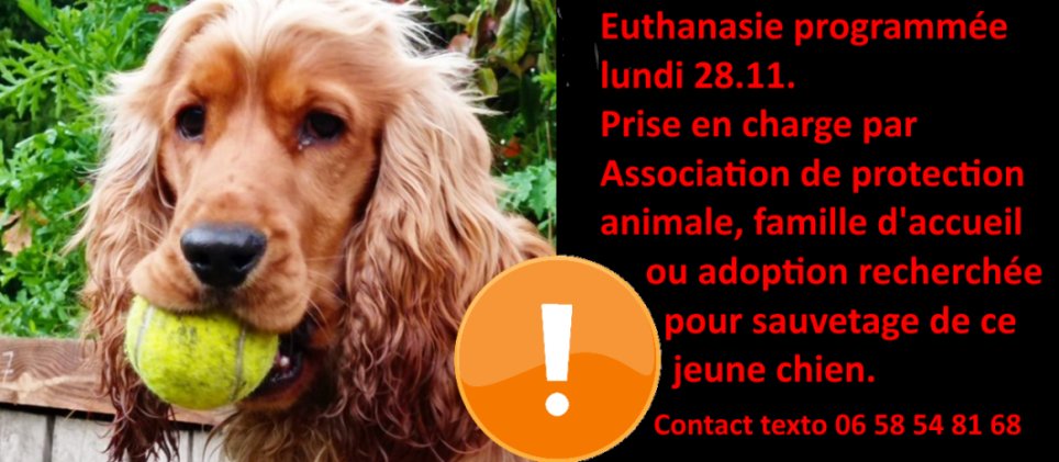 FrederiqueMilan's tweet photo. Rt @BRINDILLE851
#HELP #Sauvetage #vie jeune #chien. #EUTHANASIE programmée LUNDI 28.11 si pas de solution trouvée.
Prise en charge par #AssoProtectionAnimale, #FamilleAccueil ou #adoption recherchée.
CONTACT PAR texto au 06 58 54 81 68
RT 🙏
#SauverVie #StopEuthanasie https://t.co/fbXK3iupIb
