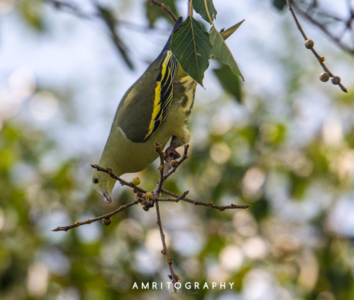 T1003
#AndamanGreenPigeon
#portblair 
#amritography 
#birdingwithamritography
#Nikon #D500 #Nikkor200_500 
#birdsuniteourworld
#savebirds
#andamannicobar
#bird
#pigeon
#migration #migratory
#IndiAves 
#ThePhotoHour
#PhotoOfTheDay #birdphotography