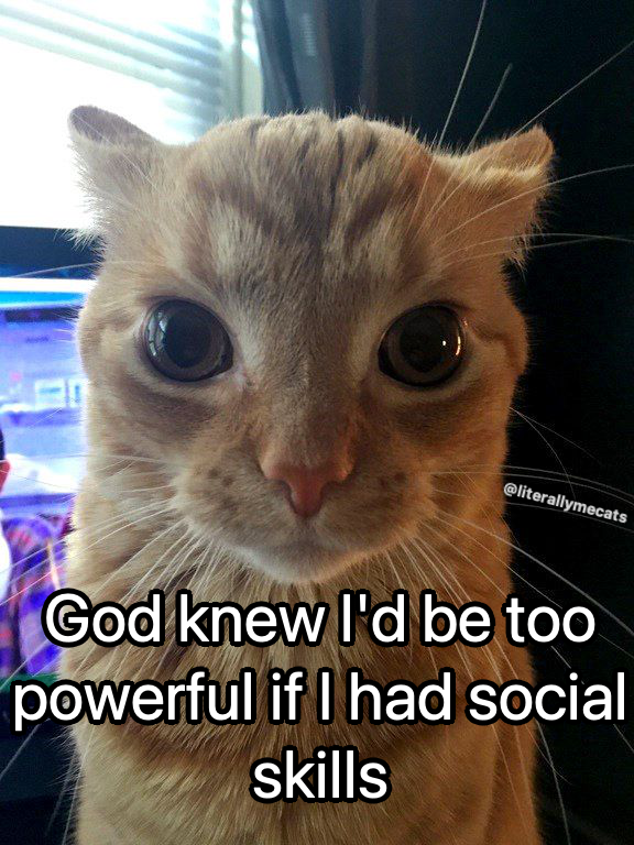 LiterallyMeCats (@literallymecats) on Twitter photo 