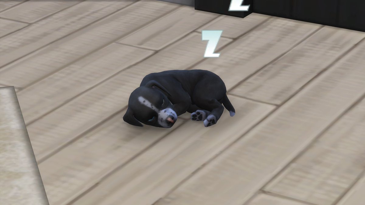 Runniuss's tweet photo. I just wanted to share my sims new puppy, her name is Shigo and I'm obsessed 😍
#Twitch #streamer #stream #gaming #GamingPC #gamer #twitchlive #NEW #fun #twitchstreamer #YouTube #Video #liveentertainment #TheSims4 #Sims4 #Sims #simspups #simspets https://t.co/yZRRNPhV7J